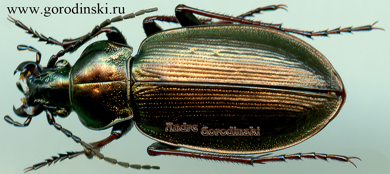 http://www.gorodinski.ru/carabus/Ophiocarabus tekesensis.jpg